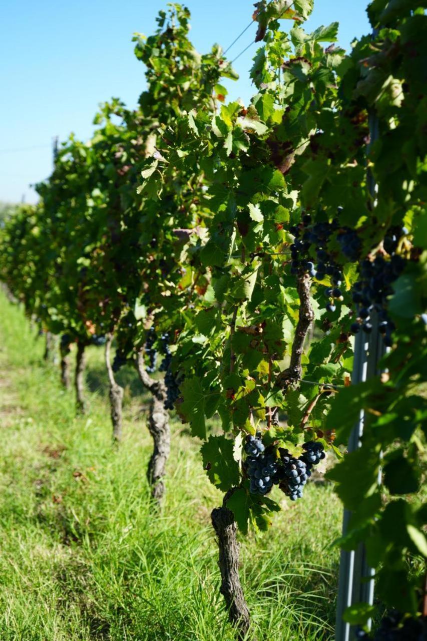 Masseria Spinale Wine Resort Melfi Esterno foto